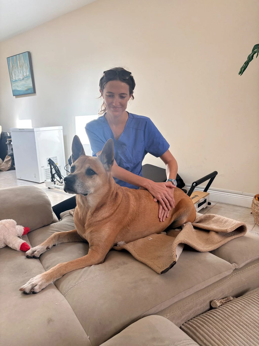 Amber providing physiotherapy to a senior dog on a sofa at home
