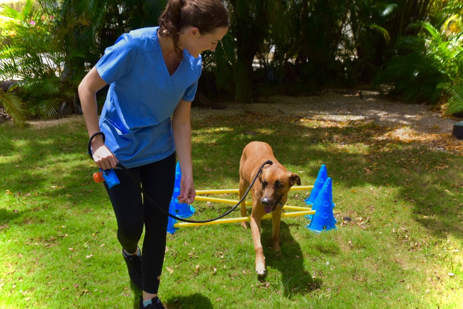 Pet physiotherapist in scrubs kneeling with a happy dog beside agility cones in a tropical garden
