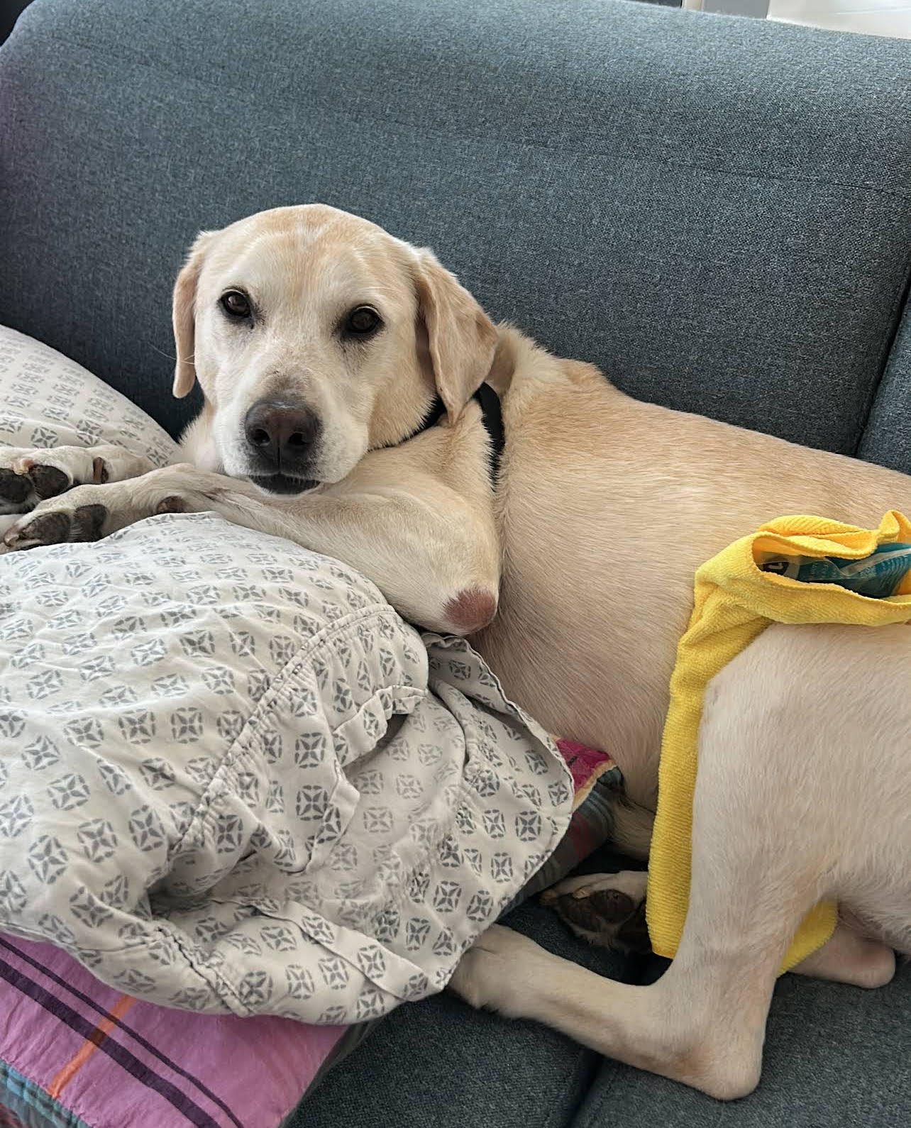 A happy Labrador resting on the couch
